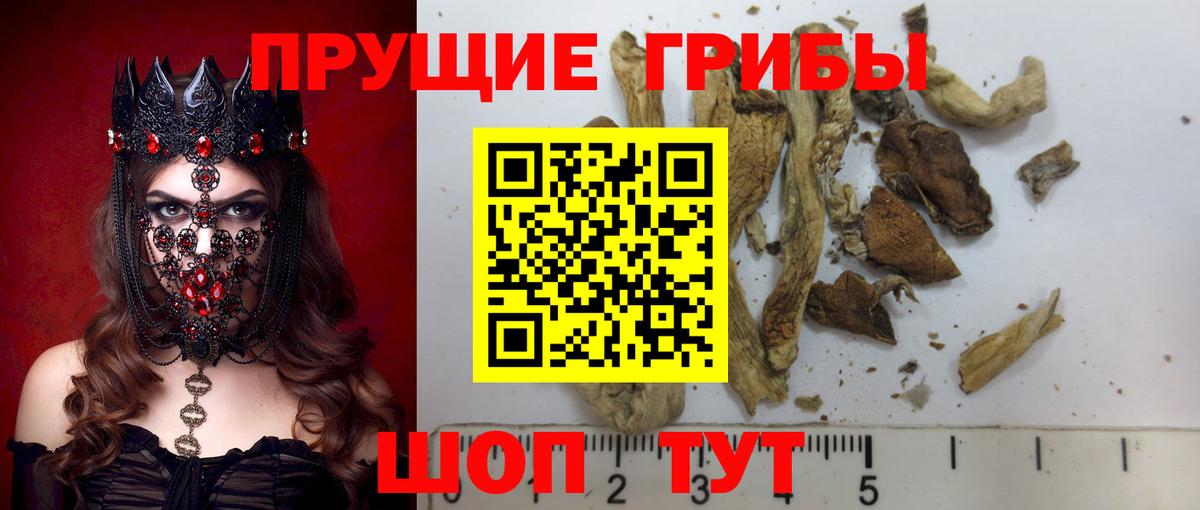 Псилоцибиновые грибы Psilocybe Среднеуральск
